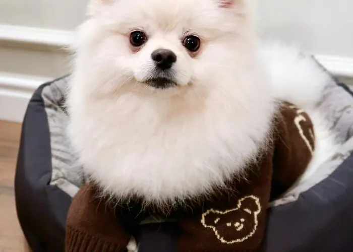 Western Market Square 4* Leópolis